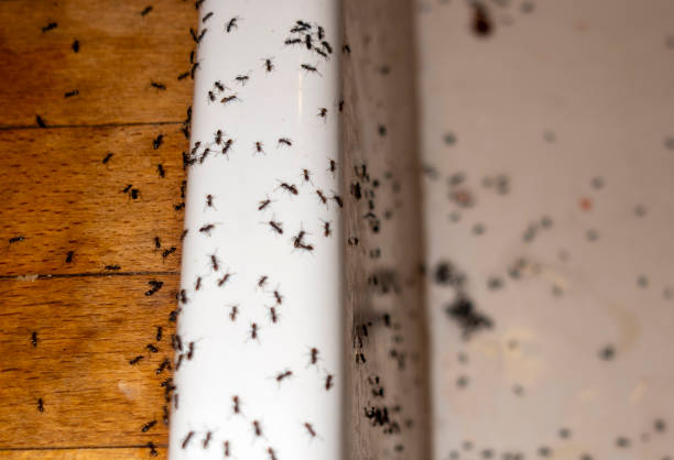 Best Pest Control Near Me  in Indiantown, FL